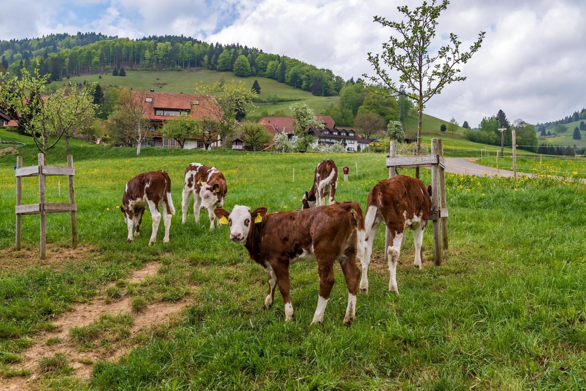 Ferienwohnung Schwarzwaldliebe Frohnd Exterior foto